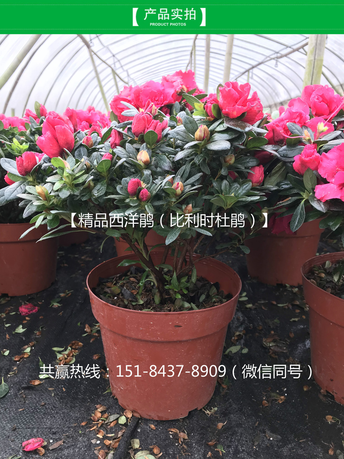 比利时杜鹃(西洋鹃)